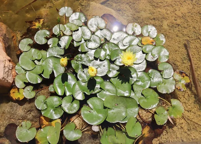Quinta Nova Relax & - Vale Del Rey 카르보에이루
